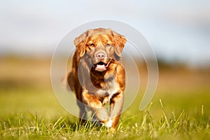 Nova scotia duck tolling retriever