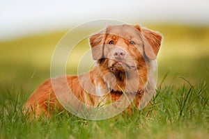 Nova Scotia Duck Tolling Retriever