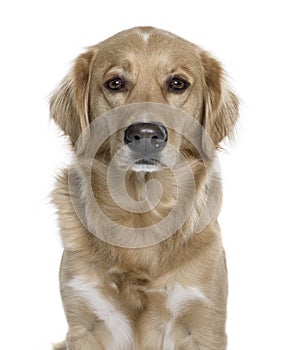 Nova Scotia Duck Tolling Retriever, 5 years old, i photo