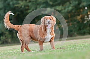 Nova Scotia Duck tolling Retriever