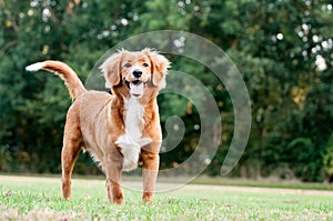 Nova Scotia Duck tolling Retriever