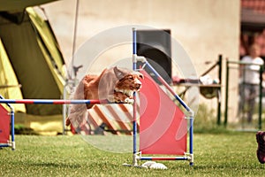 Nova scotia duck tolling retriever in agility