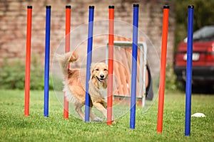 Nova scotia duck tolling retriever in agility slalom on Ratenice competition.