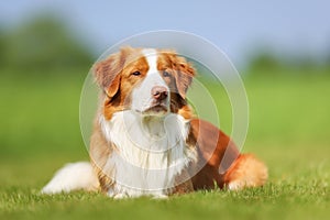 Nova Scotia Duck Tolling Retriever dog