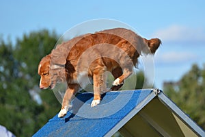 Nova Scotia Duck Tolling Retriever at a Dog Agility Trial