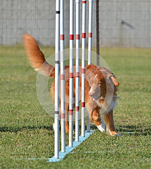 Nova Scotia Duck Tolling Retriever at a Dog Agility Trial photo