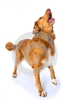 Barking dog on white background photo