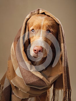 Nova Scotia Duck Tolling Retriever dog draped in a checkered shawl photo