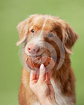 Nova Scotia Duck Tolling Retriever dog eagerly awaits a treat,