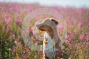 Nova Scotia Duck Tolling Retriever Dog in a field of flowers. Happy pet in the sun, po