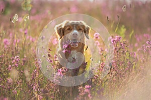 Nova Scotia Duck Tolling Retriever Dog in a field of flowers. Happy pet in the sun, po