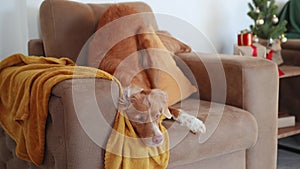A Nova Scotia Duck Tolling Retriever dog lounges on a beige sofa
