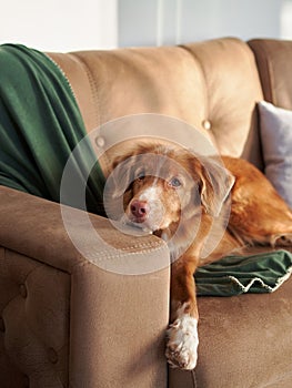 A Nova Scotia Duck Tolling Retriever dog lounges on a beige sofa