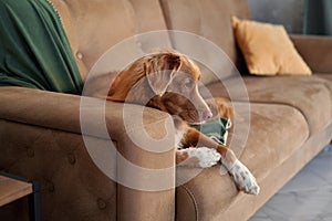 A Nova Scotia Duck Tolling Retriever dog lounges on a beige sofa