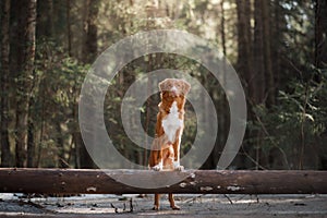 Nova Scotia Duck Tolling Retriever dog on nature in the forest