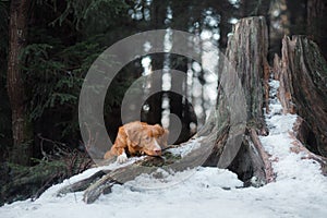 Nova Scotia Duck Tolling Retriever dog on nature in the forest