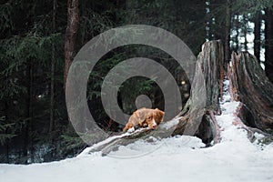 Nova Scotia Duck Tolling Retriever dog on nature in the forest