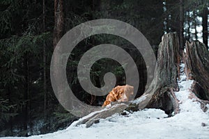 Nova Scotia Duck Tolling Retriever dog on nature in the forest