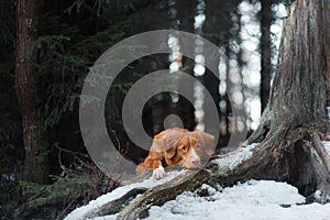 Nova Scotia Duck Tolling Retriever dog on nature in the forest