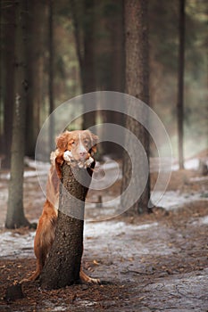 Nova Scotia Duck Tolling Retriever dog on nature in the forest