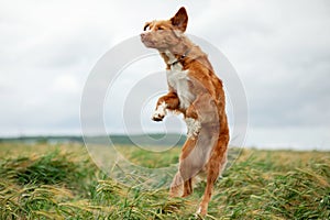 Nova Scotia Duck Tolling Retriever dog outdoors in wheat fields jumps.