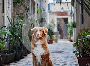 A Nova Scotia Duck Tolling Retriever dog performs a beg in a cobblestone alley