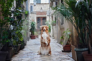 A Nova Scotia Duck Tolling Retriever dog performs a beg in a cobblestone alley