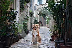 A Nova Scotia Duck Tolling Retriever dog performs a beg in a cobblestone alley