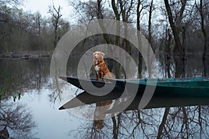 Nova Scotia Duck Tolling Retriever dog on a pier, gazing into the wilderness.