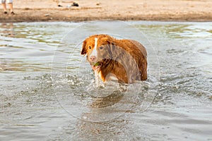 Nova Scotia Duck Tolling Retriever dog playing in lake with ball in mouth