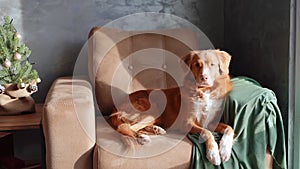 A Nova Scotia Duck Tolling Retriever dog reclines languidly on a armchair