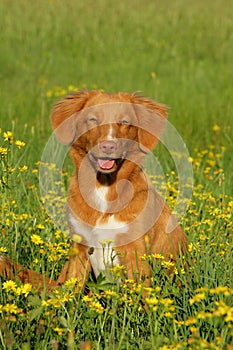 Nova scotia duck tolling retriever dog sitting in a flower field