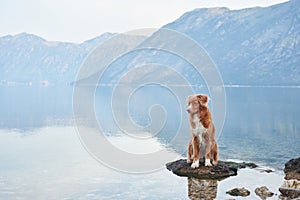 A Nova Scotia Duck Tolling Retriever dog stands poised in a tranquil lake photo