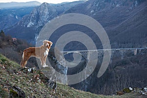 Nova Scotia Duck Tolling Retriever dog surveys the landscape from a mountain