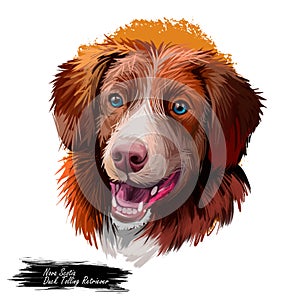 Nova Scotia duck tolling retriever dog watercolor portrait digital art. Poster with pet breed name, purebred showing