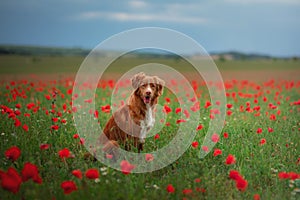 Nova Scotia Duck Tolling Retriever in a field of poppies. Dog playing in the flower meadow.