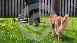 Nova Scotia Duck Tolling Retriever following a man pushing a lawnmower