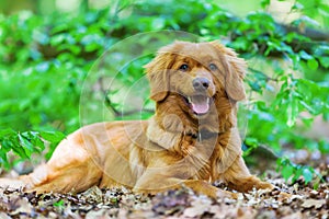 Nova Scotia Duck Tolling Retriever in the forest