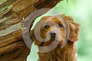 Nova Scotia Duck Tolling Retriever in the forest