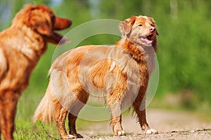 Nova Scotia Duck Tolling Retriever on a forest path