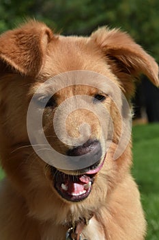 Nova Scotia Duck Tolling Retriever Licking His Lips