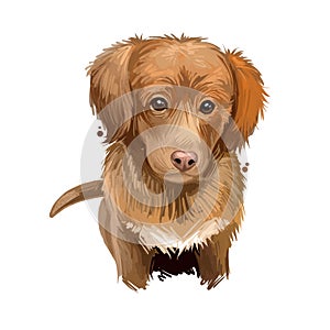 Nova Scotia duck tolling retriever puppy Canadian pet digital art