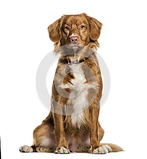 Nova Scotia Duck Tolling Retriever sitting against white backgro photo