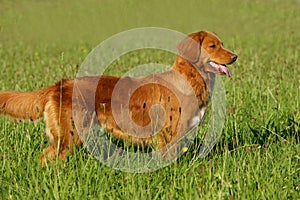 Nova scotia duck tolling retriever standing in the grass