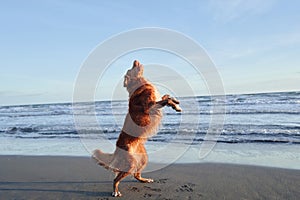 A Nova Scotia Duck Tolling Retriever stands on hind legs