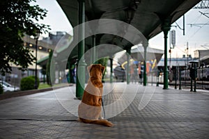 Nova Scotia duck tolling Retriever Toller, dog at the train station