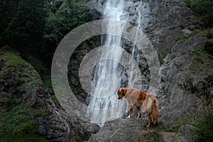 Nova Scotia Duck Tolling Retriever, Toller standing on a stone at the waterfall. dog near the water in nature. Pet Travel