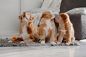 Nova Scotia Retriever Dog And Her Two Puppies In Bright Room