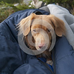 Nova Scotia Retriever in sleeping bag