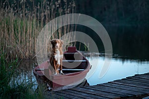 Nova Scotia Retriever, Toller in a boat on the lake. Travel with dog, trip